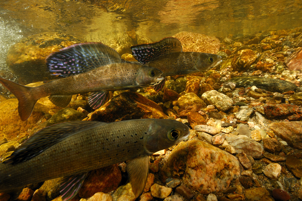 Fluvial Arctic Grayling